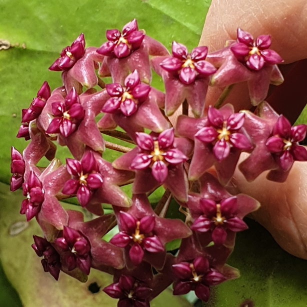 plant image 1727724 plant image 1727724