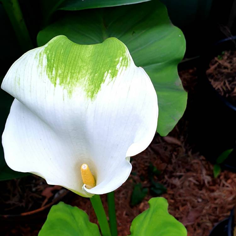plant image 1728176 plant image 1728176