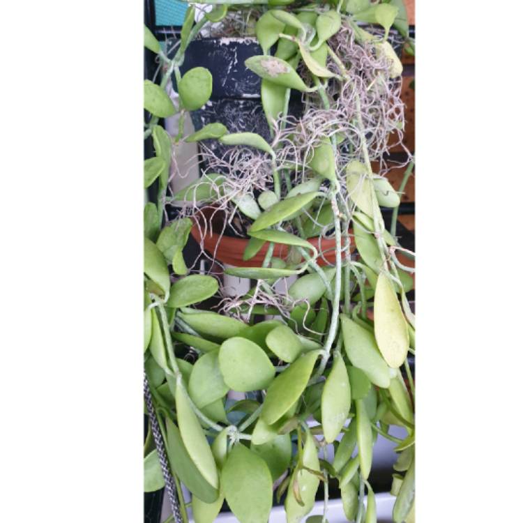 plant image 1728508 plant image 1728508