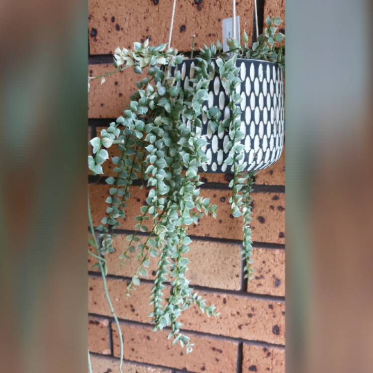 plant image 1728515 plant image 1728515