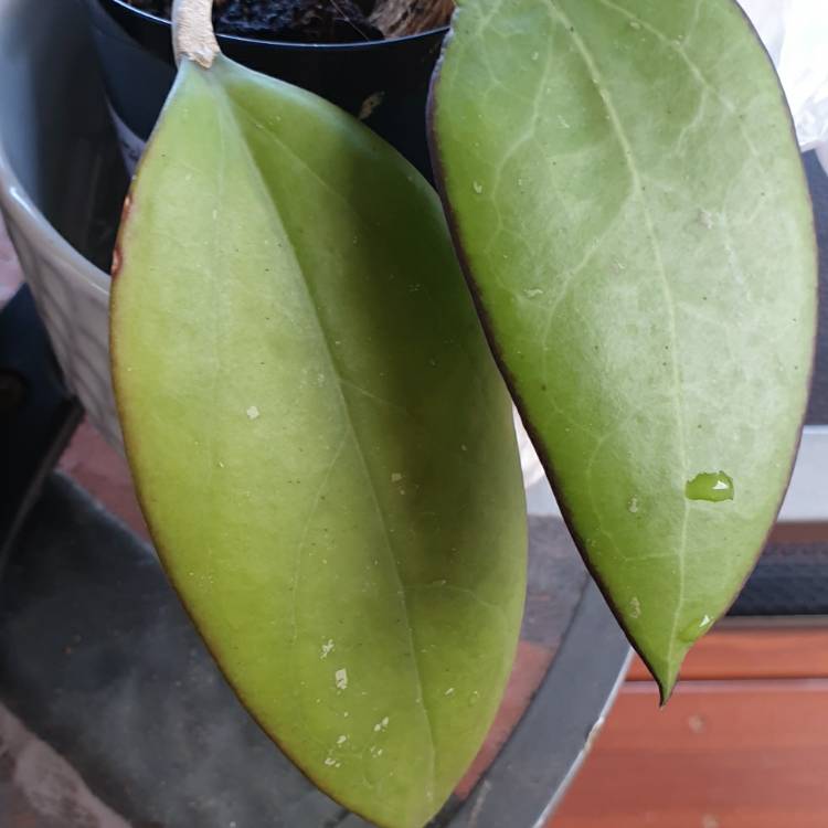 Plant image Hoya fusco marginata