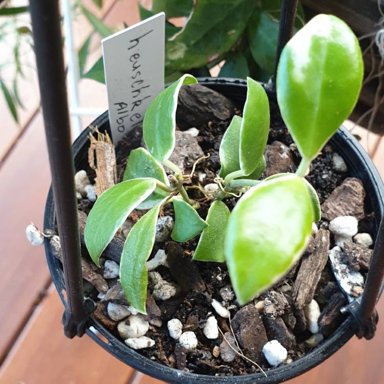 Plant image Hoya Heuschkeliana Albomarginata