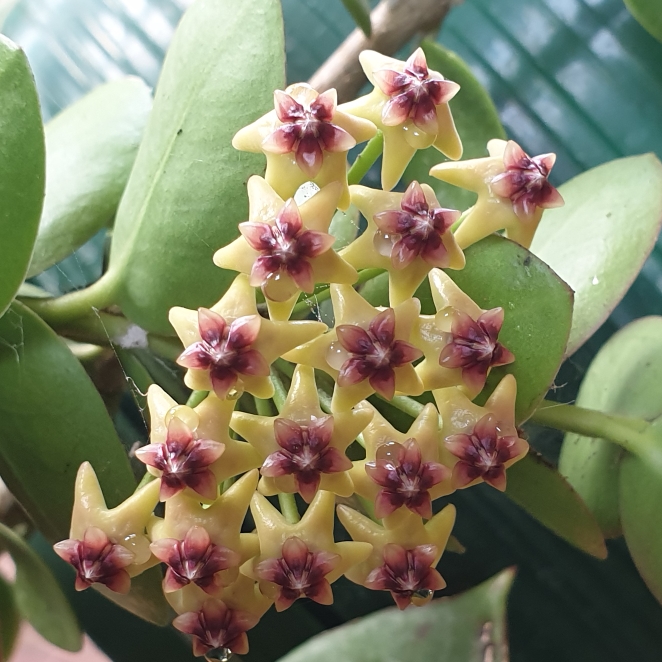 plant image 1728741 plant image 1728741