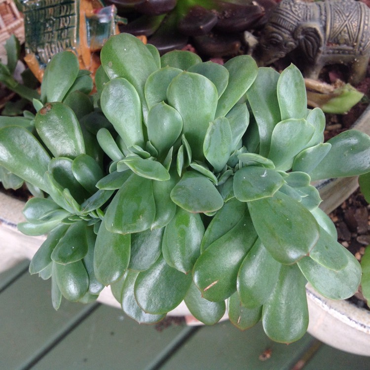 plant image 322575 plant image 322575