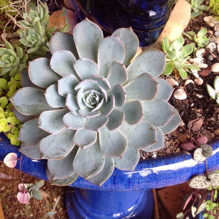 plant image 323492