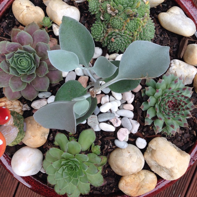 plant image 323521