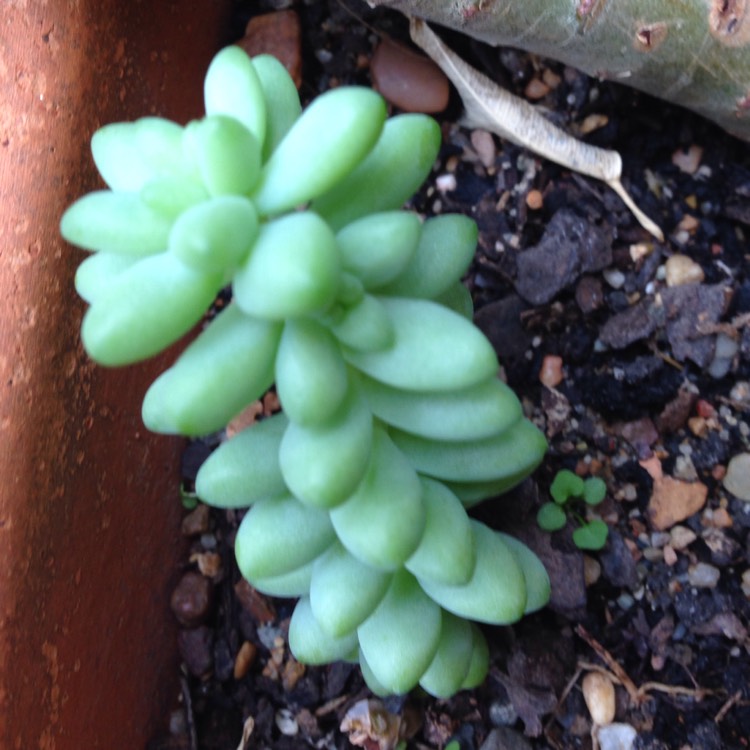 plant image 323545 plant image 323545