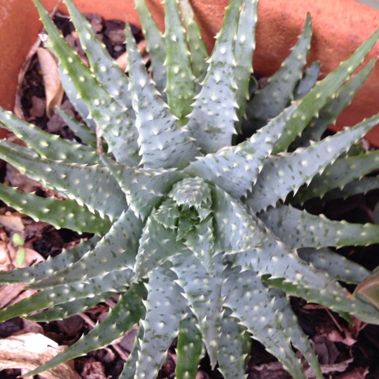 plant image 323546