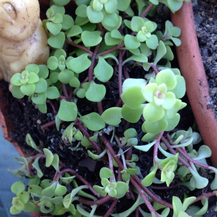 plant image 324998