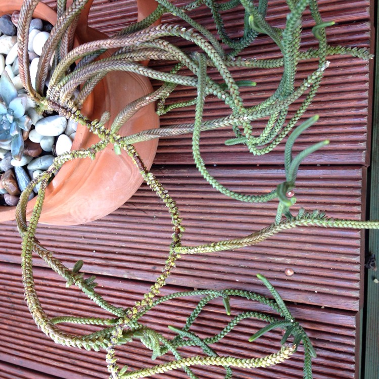 plant image 325718