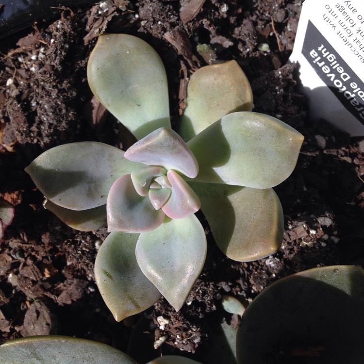 plant image 328105 plant image 328105