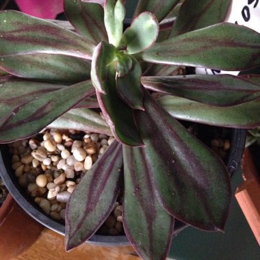 Echeveria Nodulosa