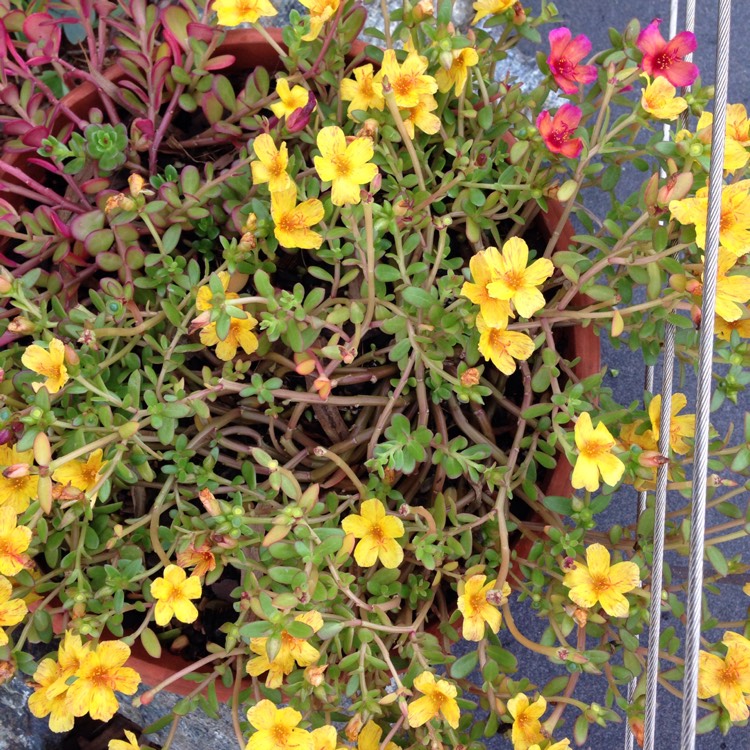 plant image 334131