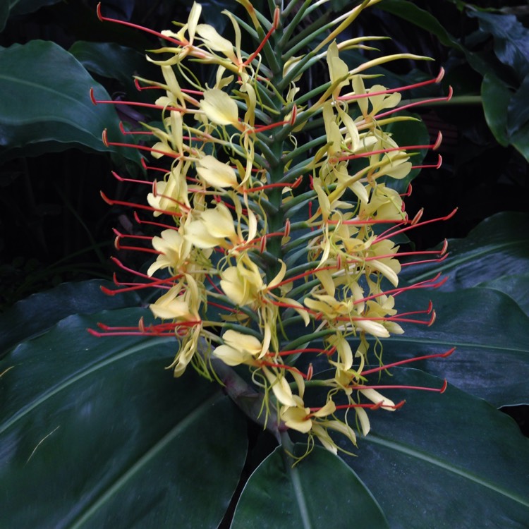 plant image 348074
