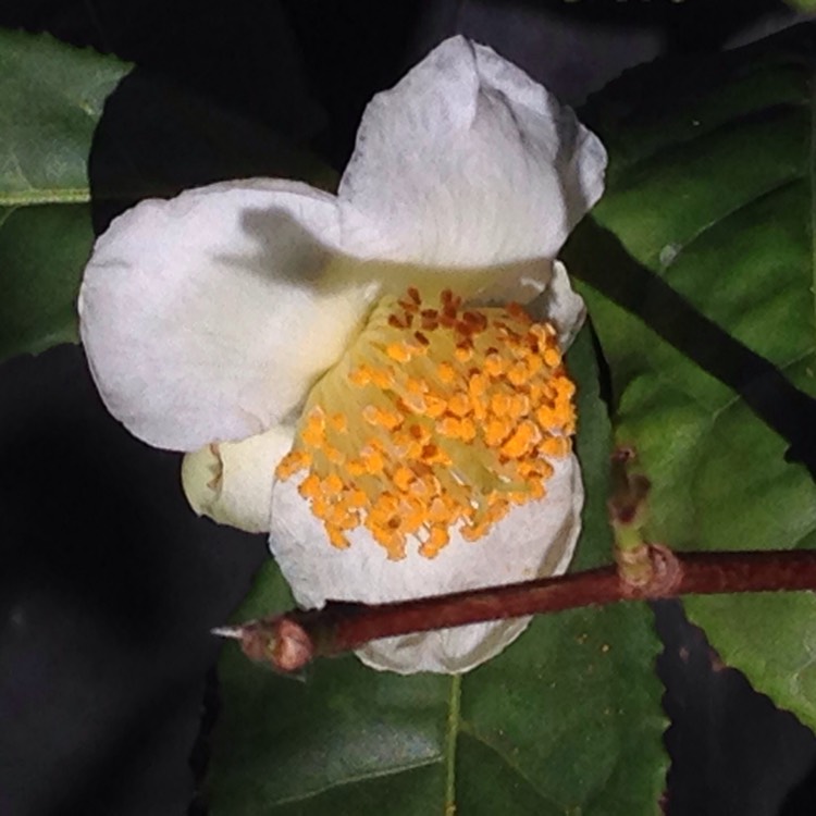 Plant image Camellia sinensis