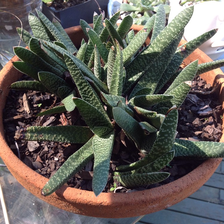 Plant image Gasteria pillansii var. pillansii (Mini)
