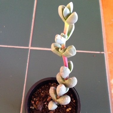 Corpuscularia lehmannii syn. Delosperma lehmannii