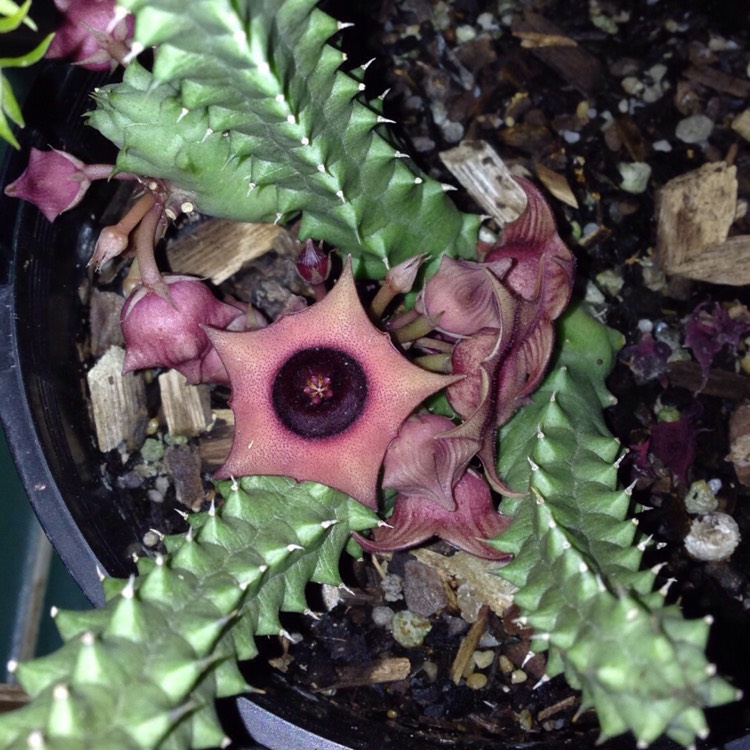 plant image 363619