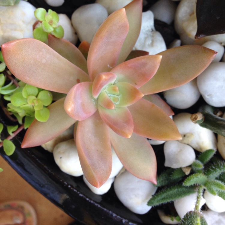 Plant image Sedum 'Pat's Pink' syn. Sedeveria 'Pat's Pink', Sedum 'Pam's Pink'