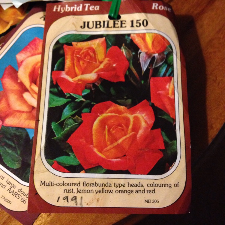 plant image 399798