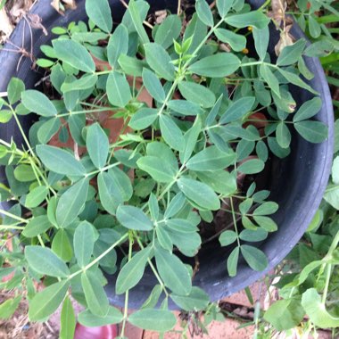 Arachis hypogaea