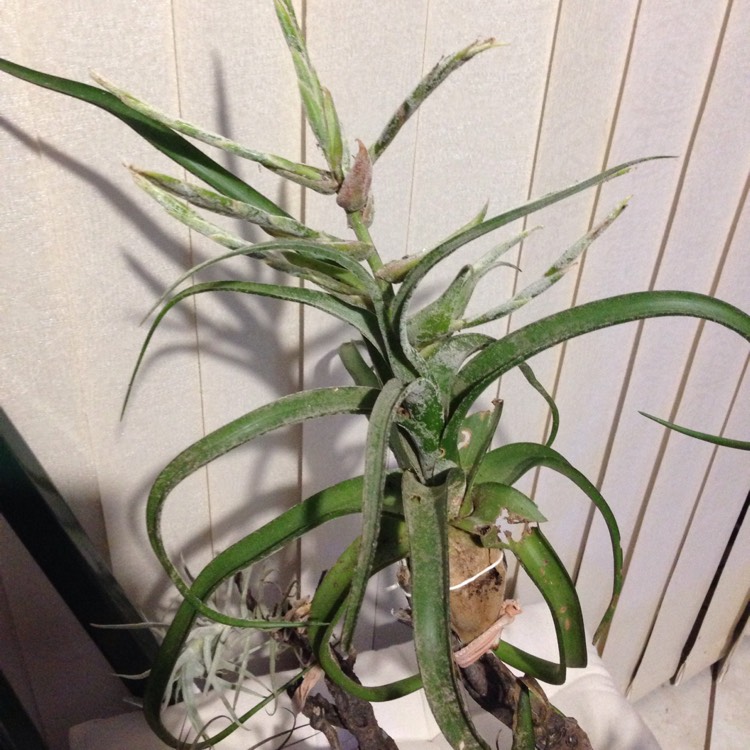 plant image 421720 plant image 421720