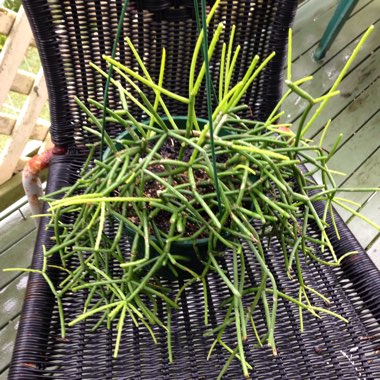 Euphorbia tirucalli
