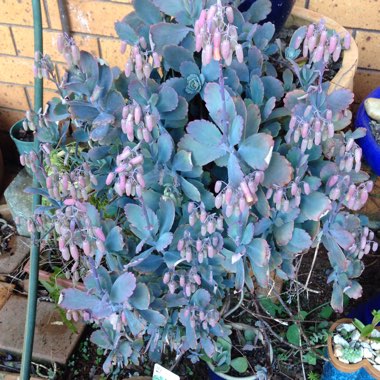 Kalanchoe Fedtschenkoi