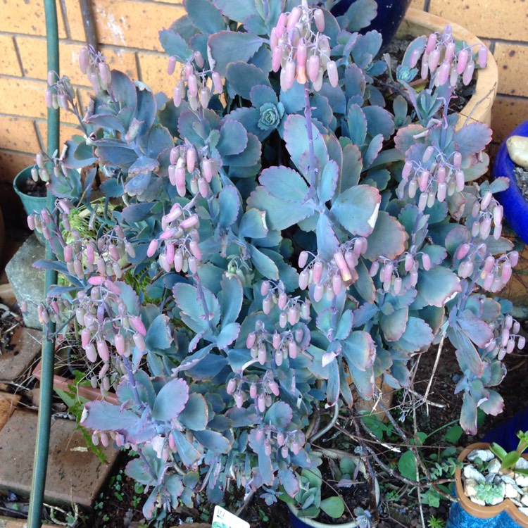 Plant image Kalanchoe Fedtschenkoi