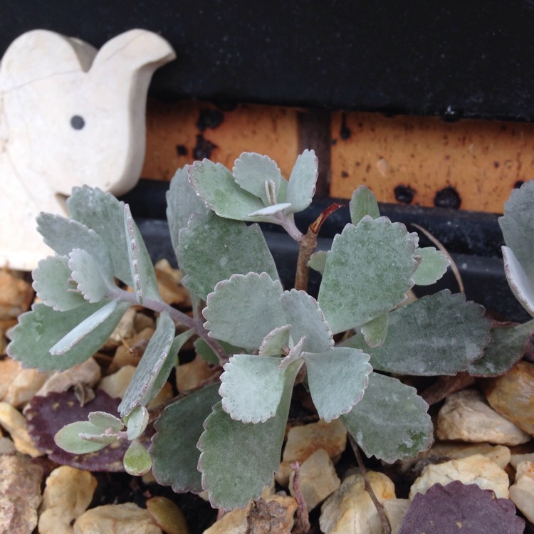 Plant image Kalanchoe Pumila