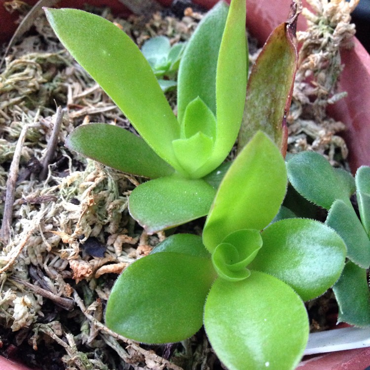 plant image 507898