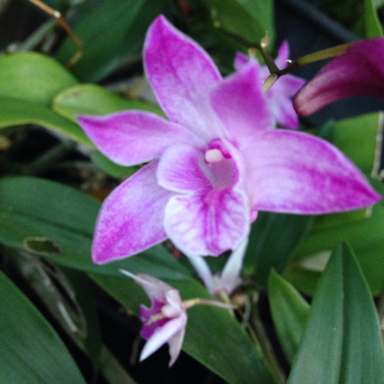 Plant image Dendrobium bigibbum var. phalaenopsis