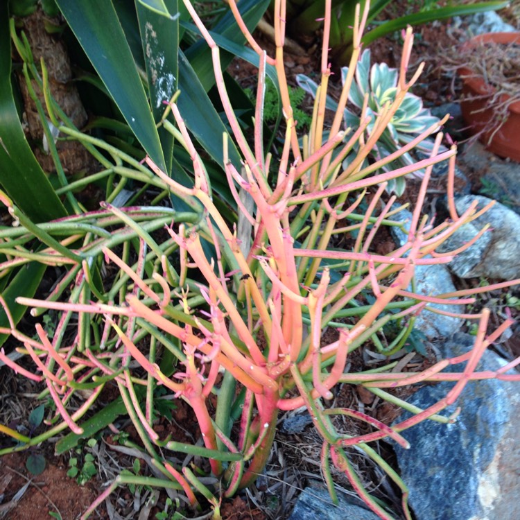 Plant image Euphorbia tirucalli 'Rosea'