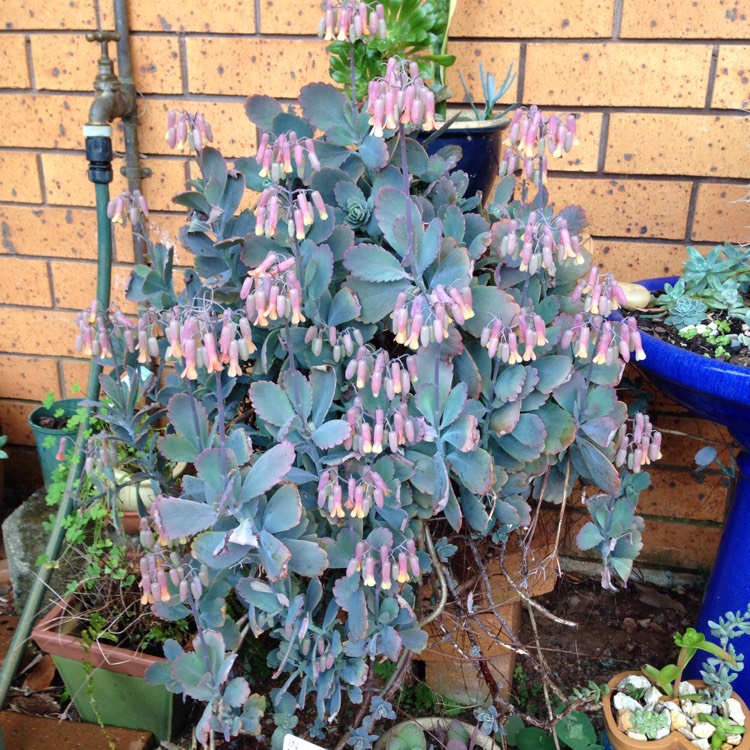 plant image 522892 plant image 522892