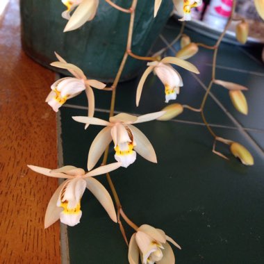 Coelogyne Flaccida Orchid
