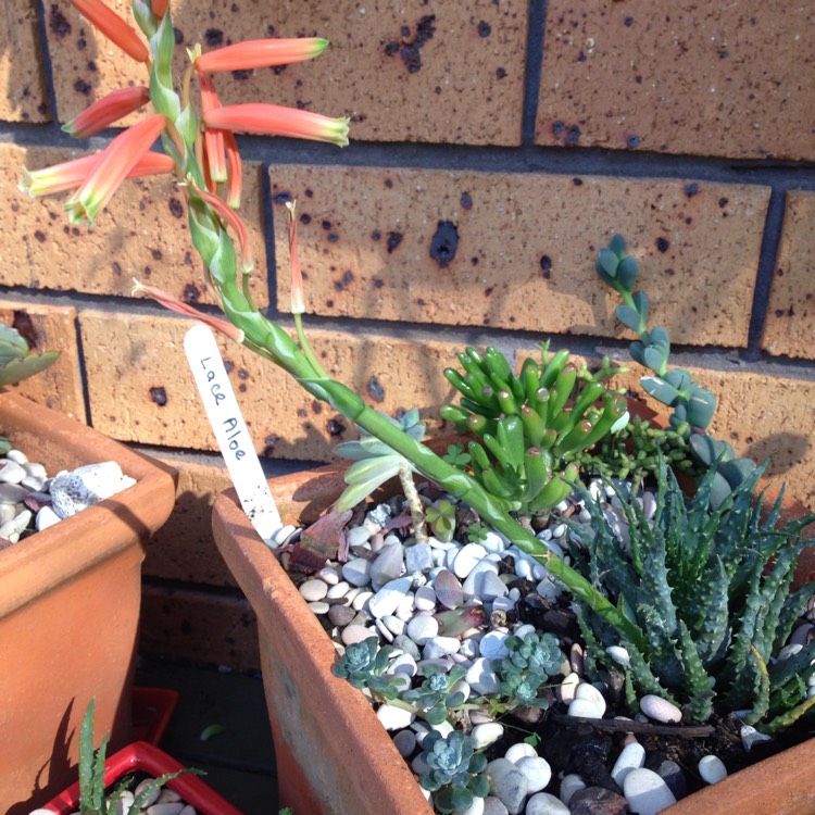 Plant image Aloe humilis