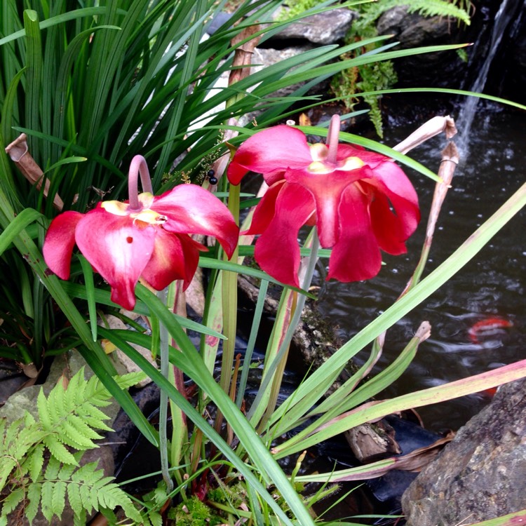 plant image 558566