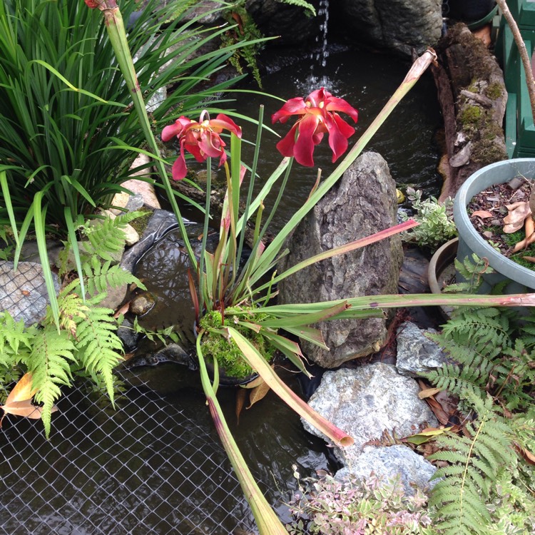 plant image 562236