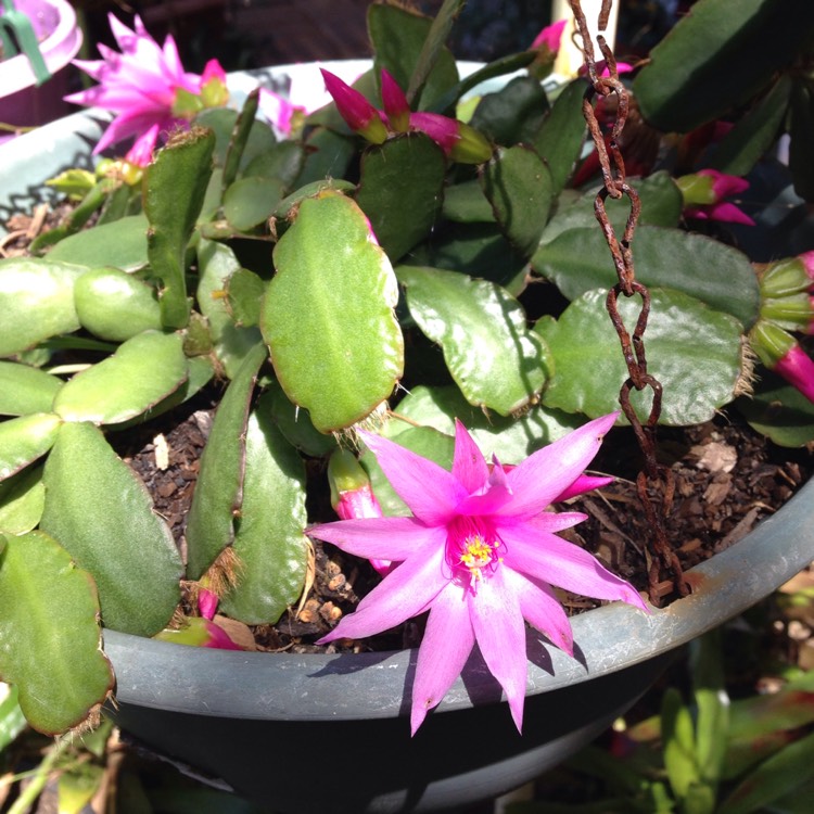 Plant image Rhipsalidopsis rosea
