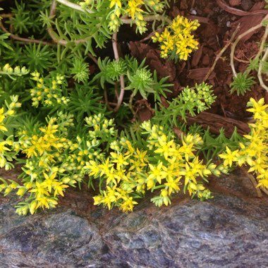 Sedum 'Gold Mound'