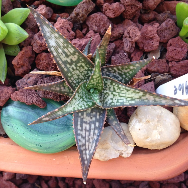Plant image Aloe Morgan's hybrid