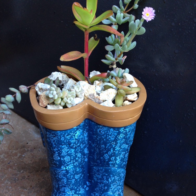 Plant image Oscularia deltoides 'Schwantes'