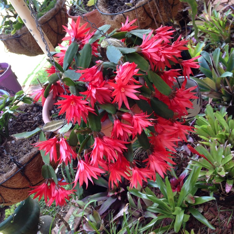 plant image 570528