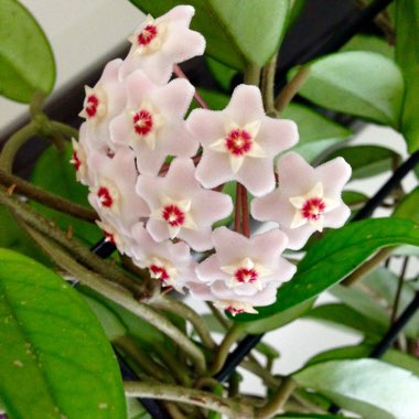 Hoya Carnosa 'Chelsea'
