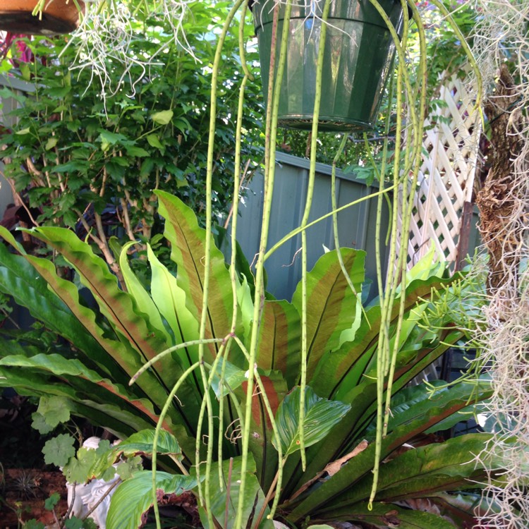 plant image 573763 plant image 573763
