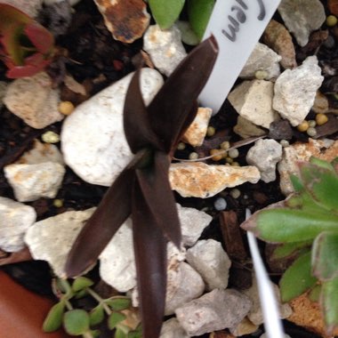 Aloe 'Black Gem'
