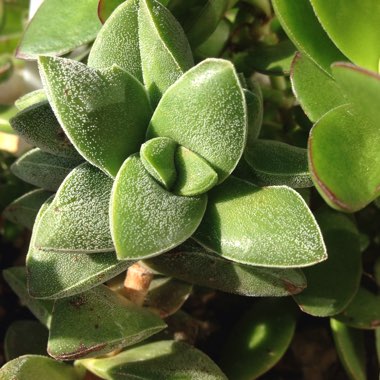 Crassula 'Springtime'