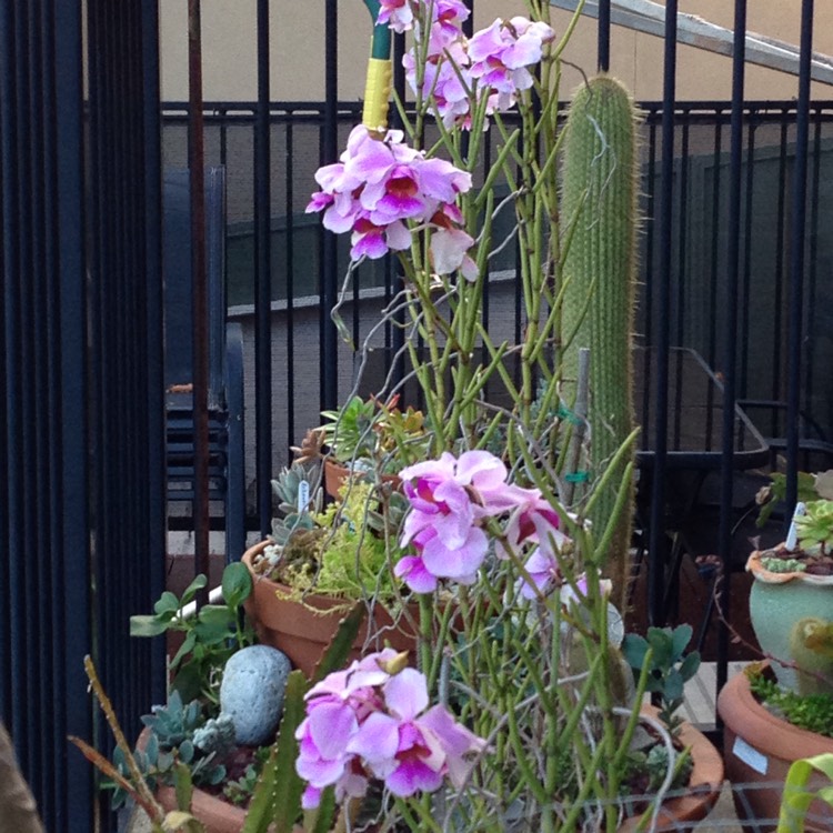 Plant image Vanda