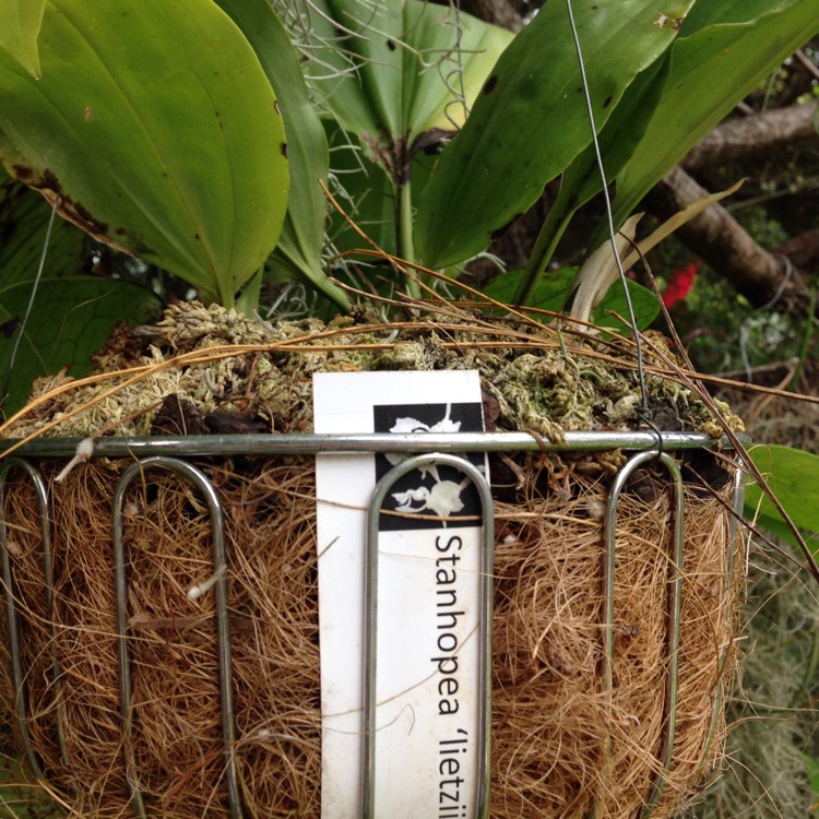plant image 595250