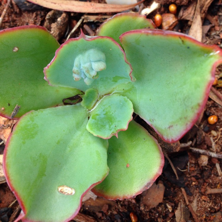 Plant image Echeveria Mauna Loa Green Form